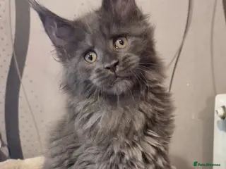 Maine Coon cats Gorgeous pedigree kittens - Advert 1