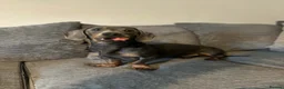 Dachshund dogs for sale: Blue tanned dashhound  in Ayr - Advert 4