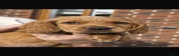Cocker Spaniel dogs for sale: Golden Cocker Spaniel Pups  in Gretna - Advert 24
