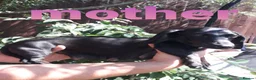 Miniature Dachshund dogs for sale: Miniature dachshund puppys available now  - Advert 7