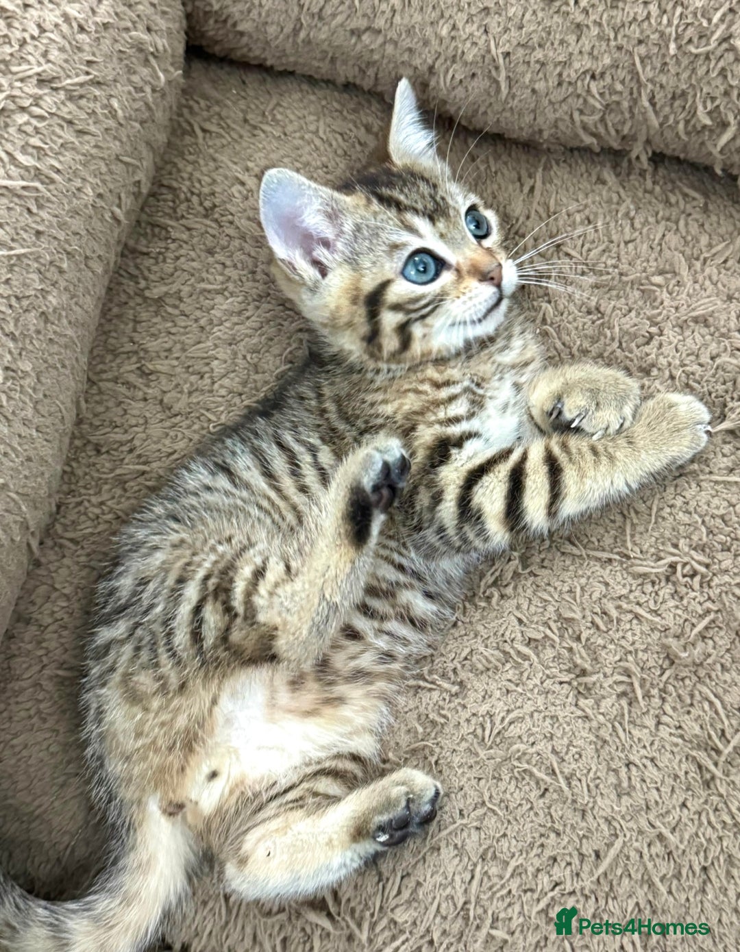 Mixed Breed cats for sale: GORGEOUS KITTYS  - Advert 10