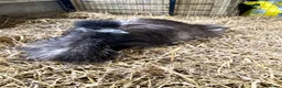 Emus poultry for sale: Wanted Good home for two Emus  in Welshpool - Advert 2