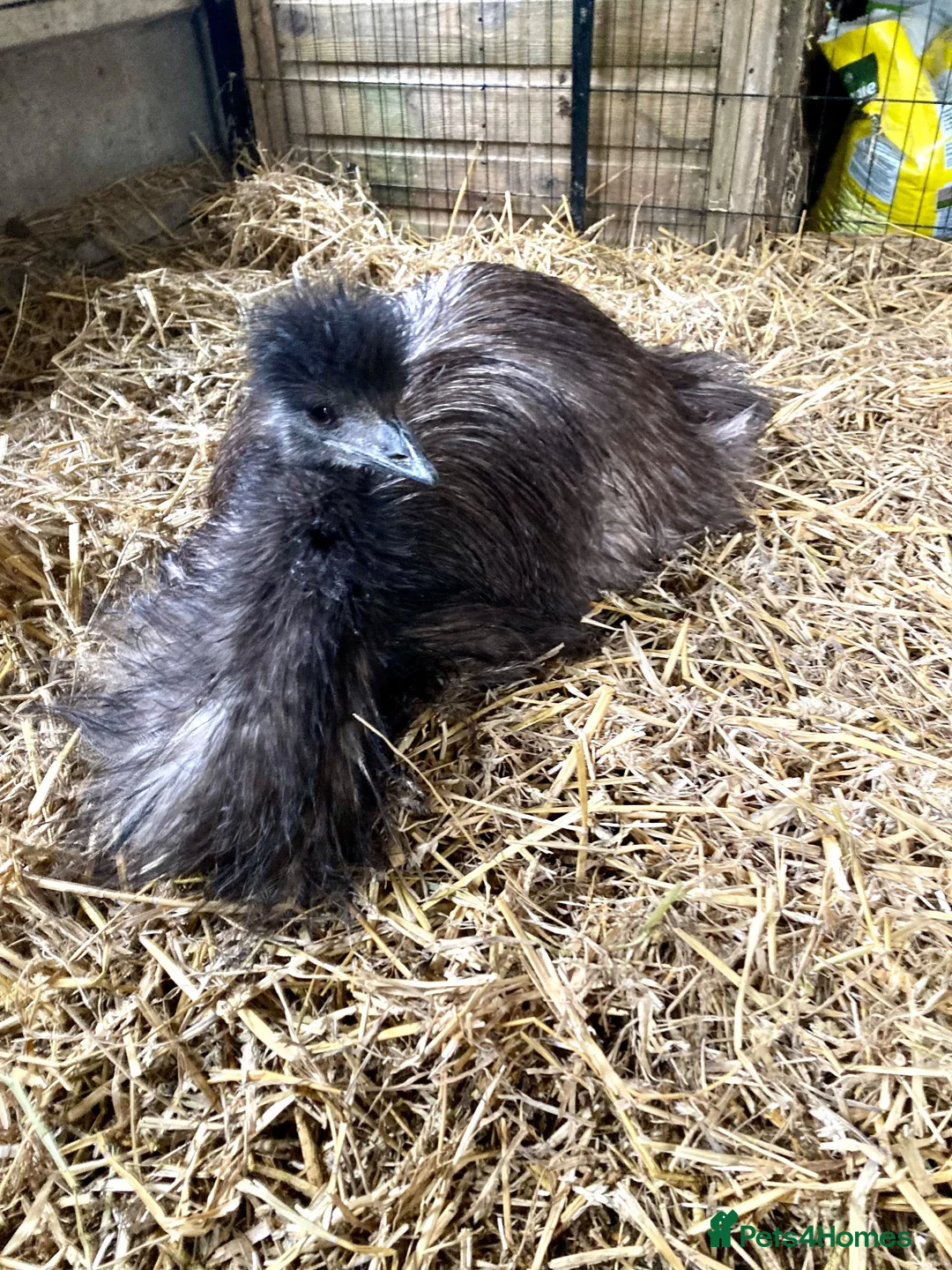 Emus poultry for sale: Wanted Good home for two Emus  in Welshpool - Advert 2