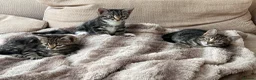 Mixed Breed cats for sale: Beautiful kittens ready to go to a loving home in Teddington - Advert 4