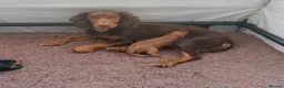 Cocker Spaniel dogs for sale: Working cocker spaniel puppies - Advert 11
