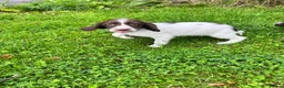 English Springer Spaniel dogs for sale: Ready to go now, springer spaniel pups  - Advert 3
