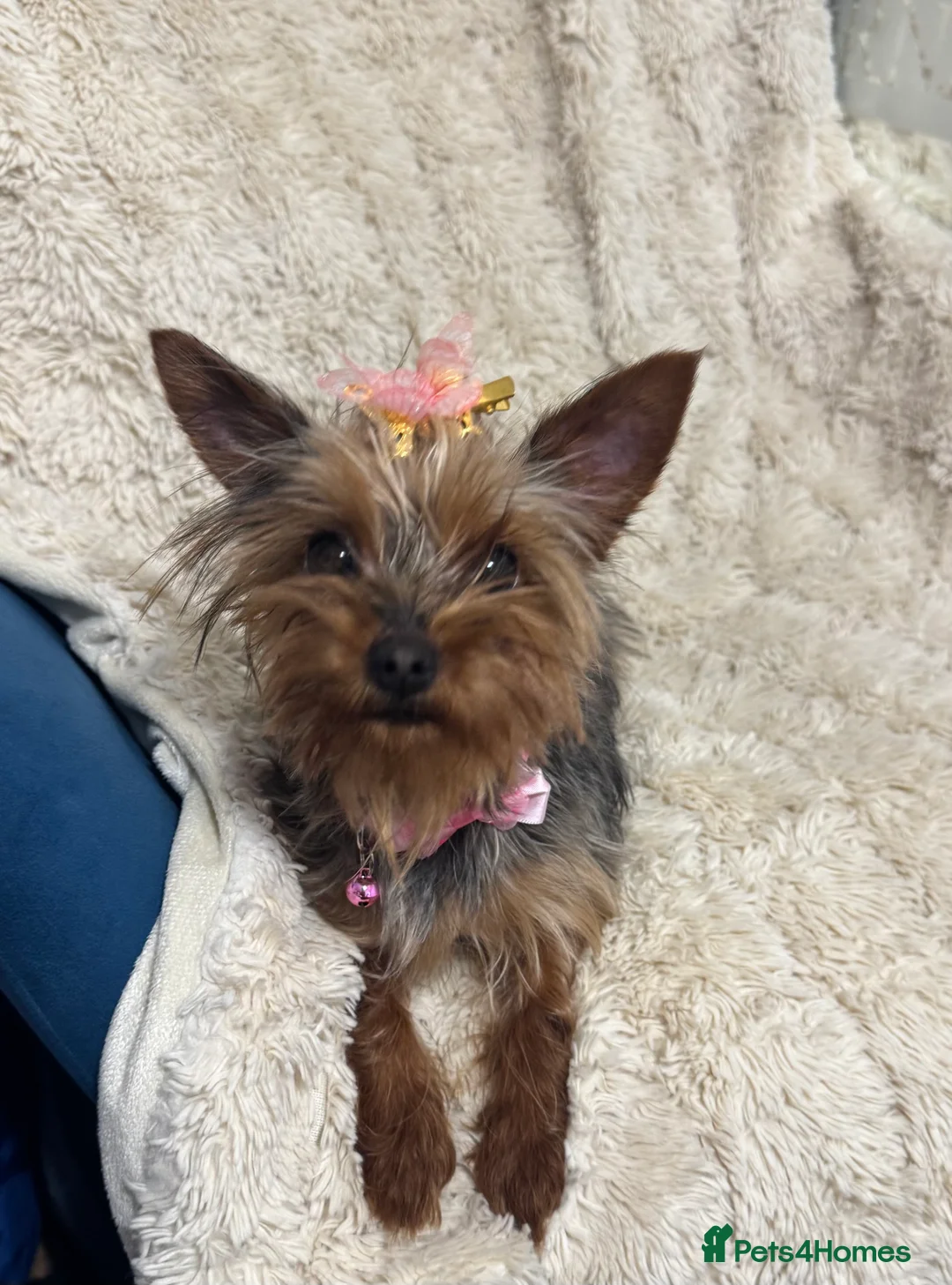 Yorkshire Terrier dogs for sale: Meet Nina -Quiet and Sweet Yorkie 💕 - Advert 11