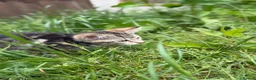 Bengal cats for sale: Bengal Mix Ready! - Advert 10