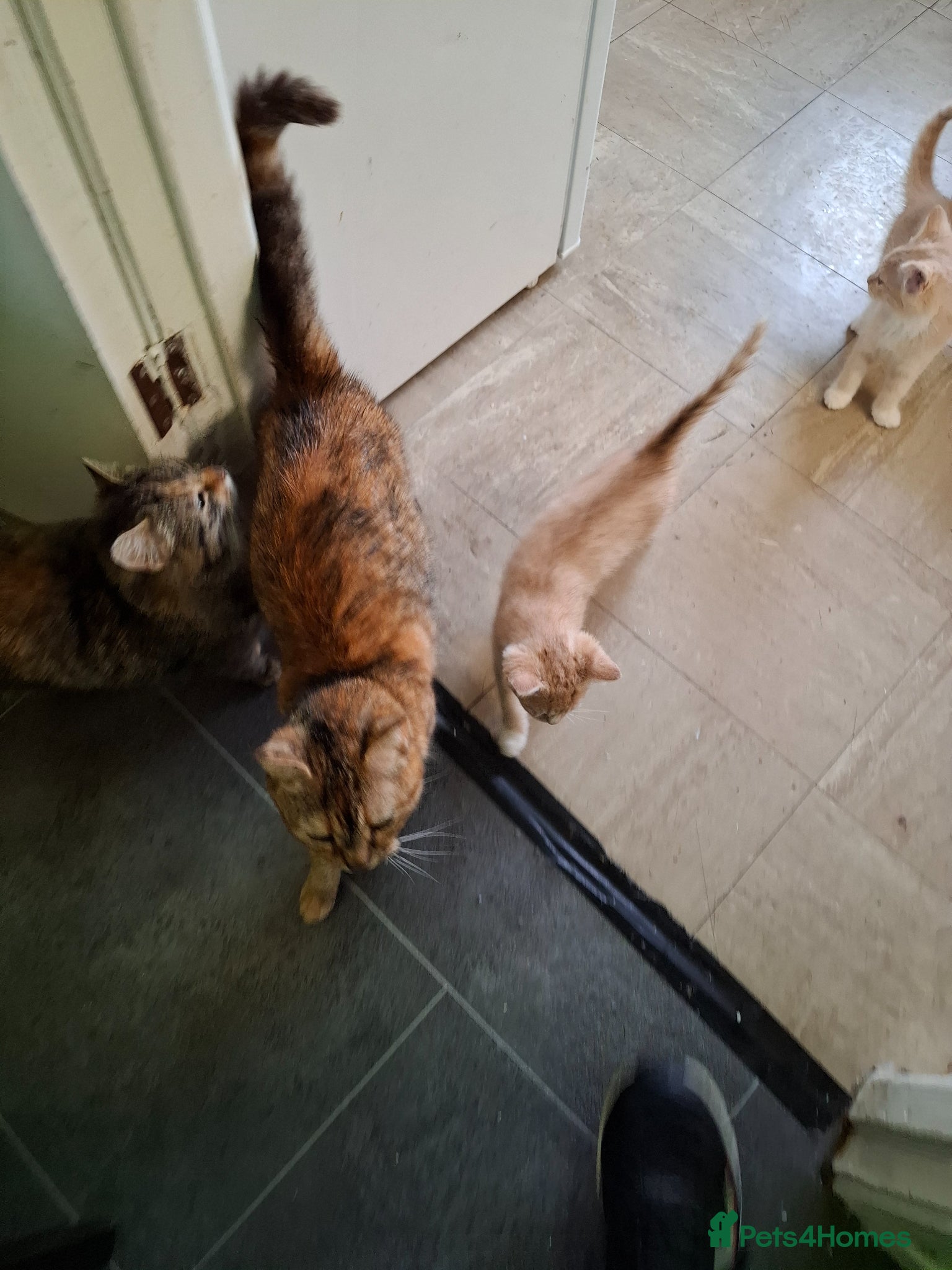 Mixed Breed cats for sale: Six 9 week old Kittens   - Advert 25