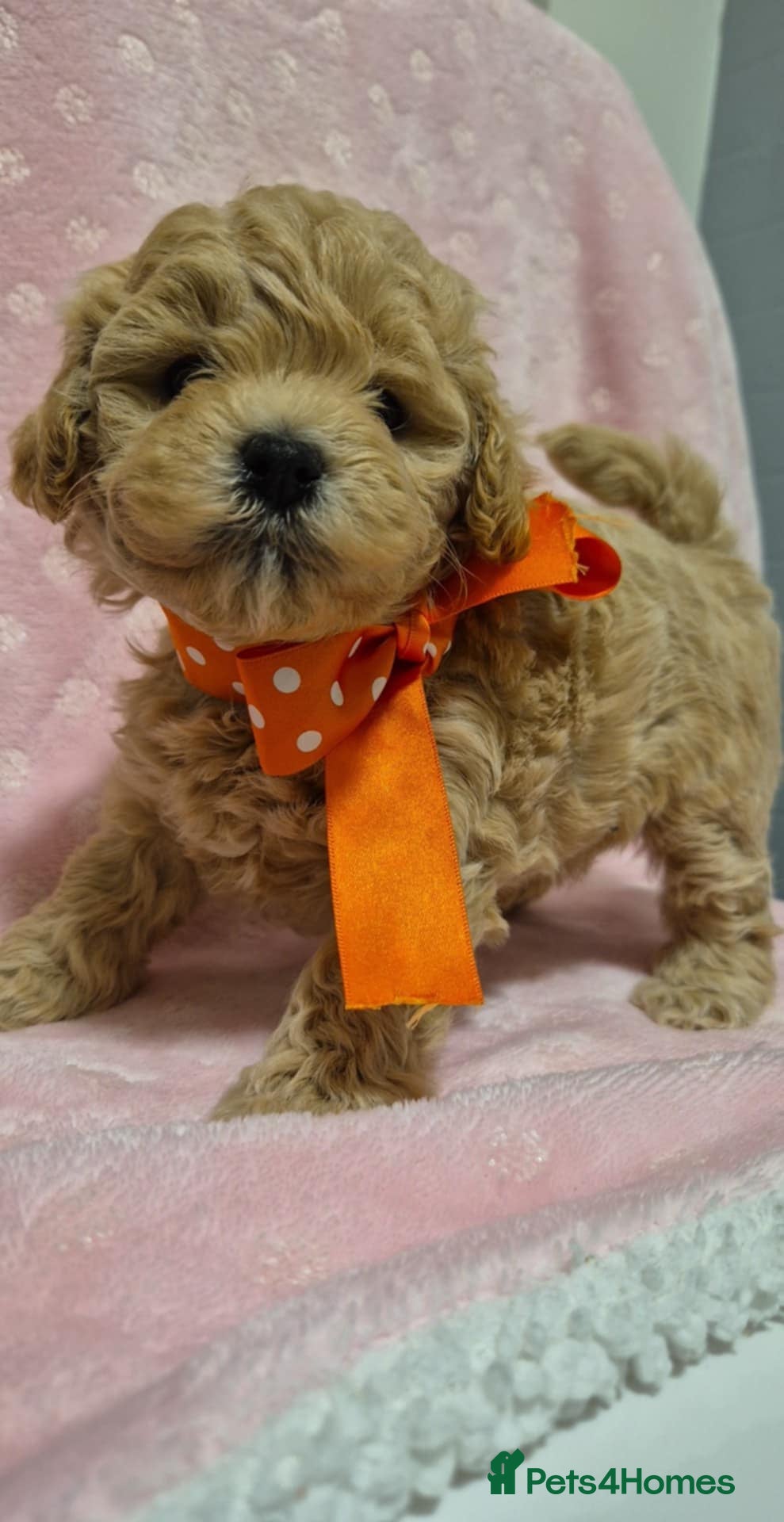 Maltipoo dogs Adorable very small maltipoo puppies 🐶❤️ - Advert 16