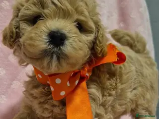 Maltipoo dogs Adorable very small maltipoo puppies 🐶❤️ - Advert 16