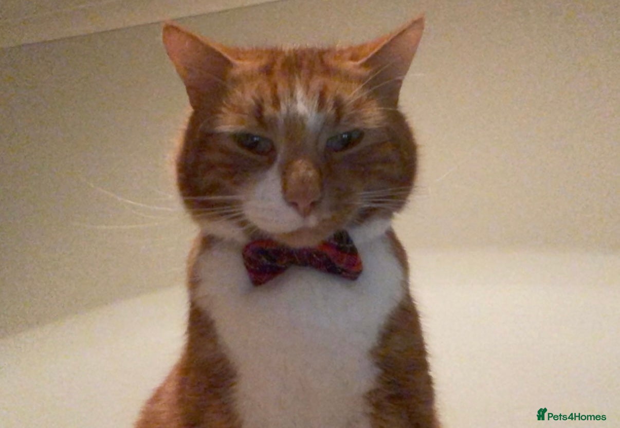 Mixed Breed cats for sale: Louie  - Advert 2