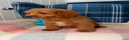 Cavapoo dogs for sale: Stunning Red Cavapoo Puppies Ready Now - Advert 3