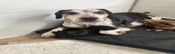 Mixed Breed dogs for sale: Mixed breed puppies for sale in Littlehampton - Advert 12