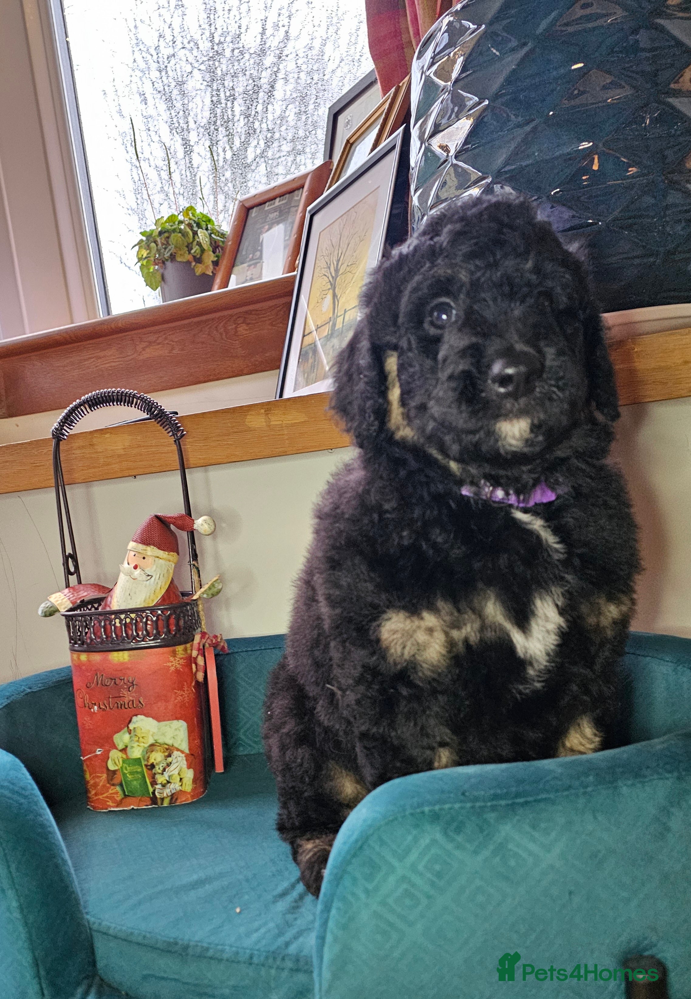 Bernedoodle dogs Final 2 available for reservation ❤️ - Advert 3