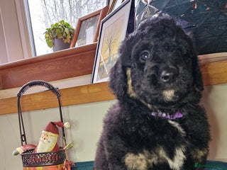 Bernedoodle dogs Final 2 available for reservation ❤️ - Advert 3