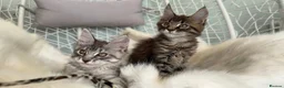 Maine Coon cats for sale: 1 ACTIVE TICA Registered Mainecoon kittens  - Advert 10