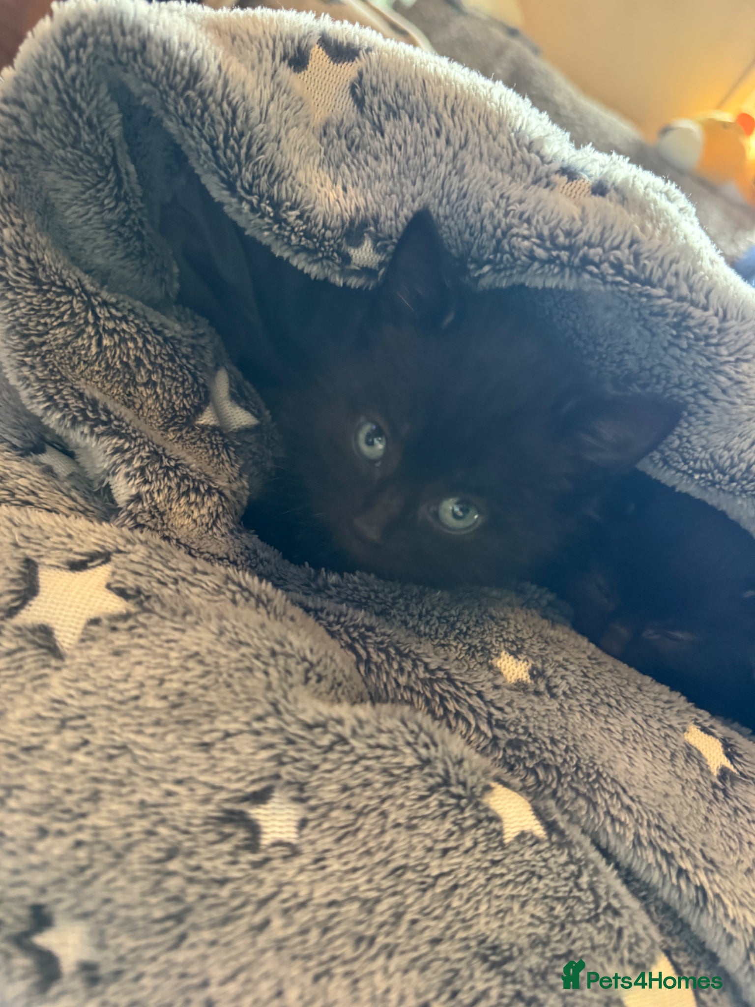 Mixed Breed cats One female kitten  - Advert 18