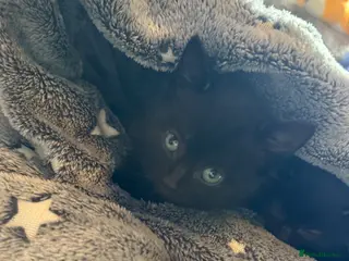 Mixed Breed cats One female kitten - Advert 18