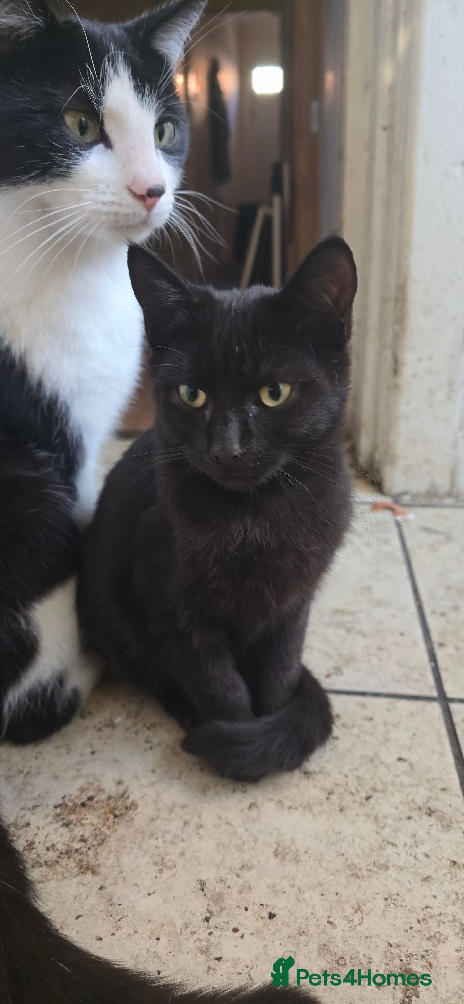 Domestic Shorthair cats Beautifull 2 last kittens left ready now - Advert 2