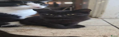 Domestic Shorthair Kitten 3