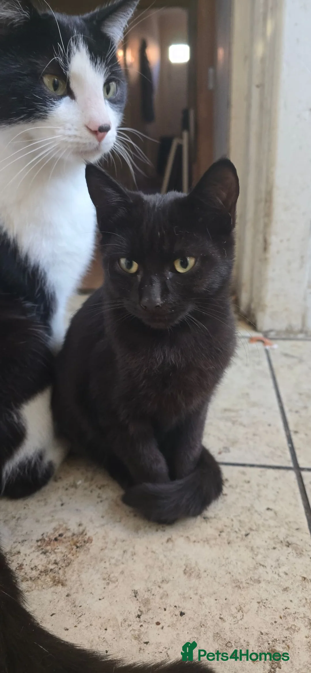 Domestic Shorthair cats for sale: Beautifull 2 last kittens left ready now - Advert 2