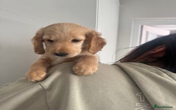 Cockapoo dogs for sale: Male cockapoo puppy’s  - Image 3