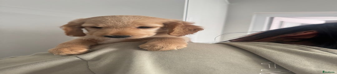 Cockapoo Puppy 2