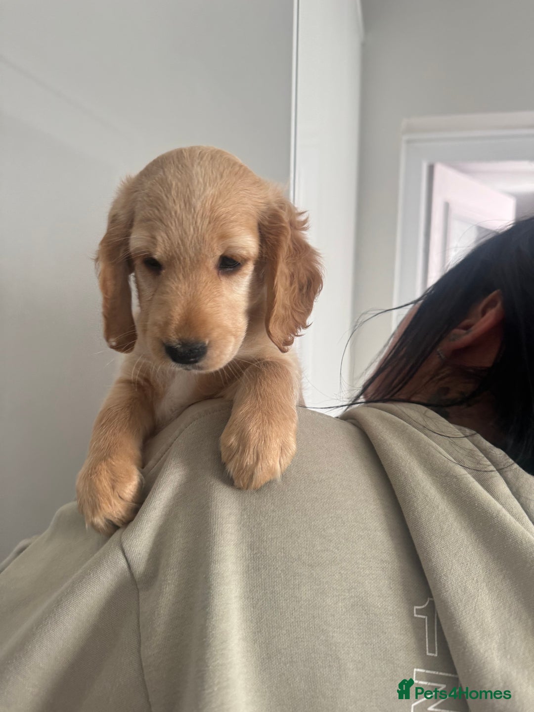 Cockapoo dogs for sale: Male cockapoo puppy’s  - Image 3
