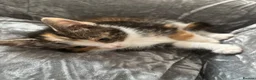 Mixed Breed cats for sale: BENGAL X TABBY FEMALE KITTEN in Walsall - Advert 7