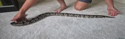 Python Snake reptiles for sale: 2 ball pythons in Downham Market - Advert 12
