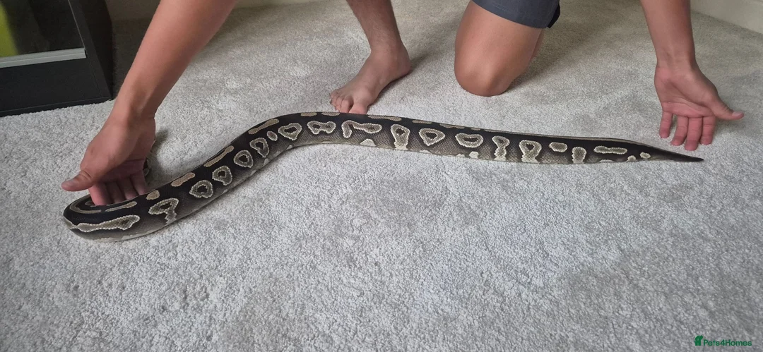 Python Snake reptiles for sale: 2 ball pythons in Downham Market - Advert 12