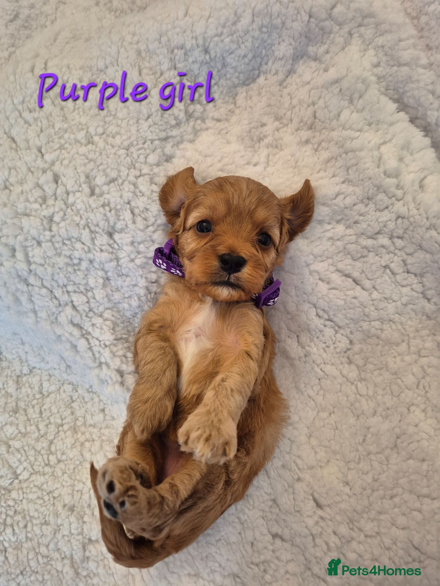 Cavapoo dogs Adorable F1 Cavapoo puppies - Advert 8