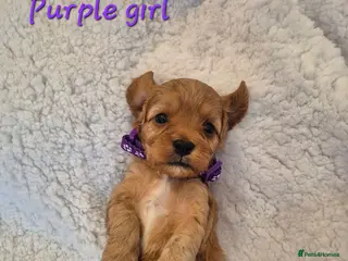 Cavapoo dogs Adorable F1 Cavapoo puppies - Advert 8