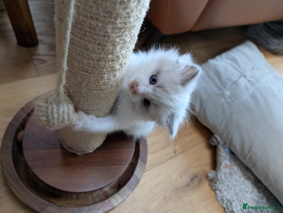 Ragdoll cats for sale: Gorgeous Ragdoll Kittens  - Advert 8