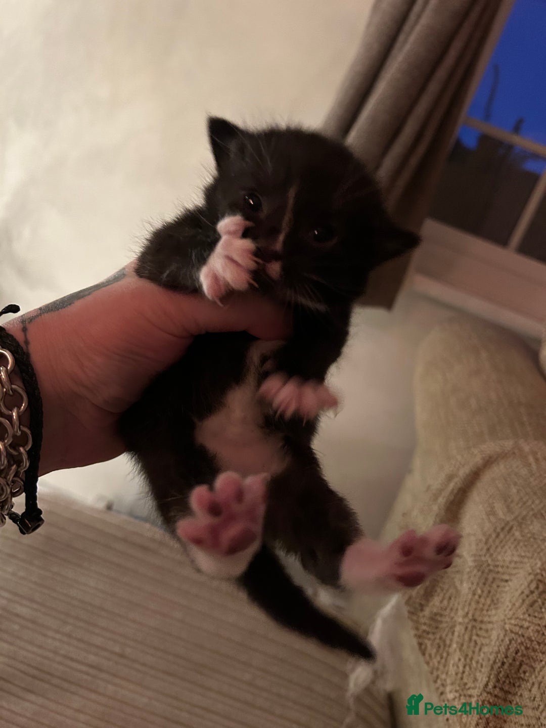 Mixed Breed cats for sale: Mixed litter - Advert 7