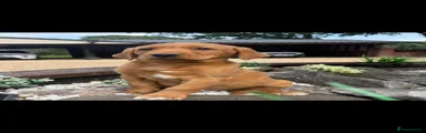 Labrador Retriever Puppy 1