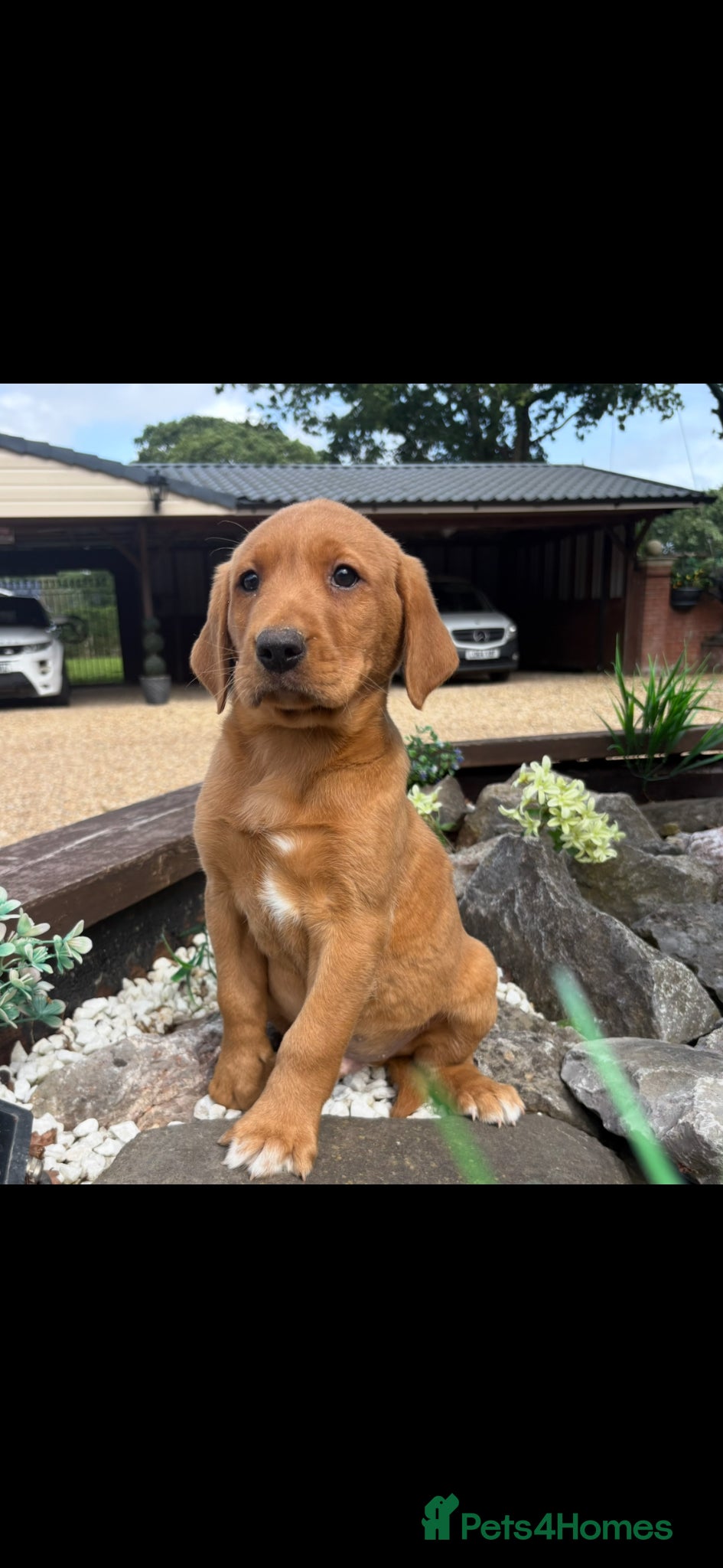 Labrador Retriever dogs for sale: Fox red Labrador  - Advert 7