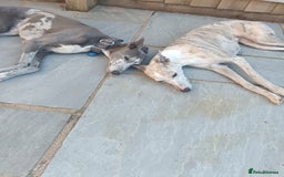 Mixed Breed dogs for sale: Whippet x f2 Labradoodle - Advert 4