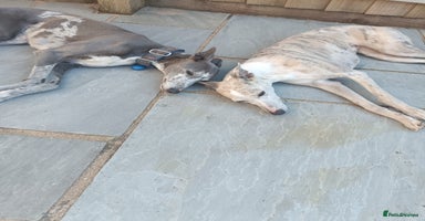 Mixed Breed dogs Whippet x f2 Labradoodle - Advert 7