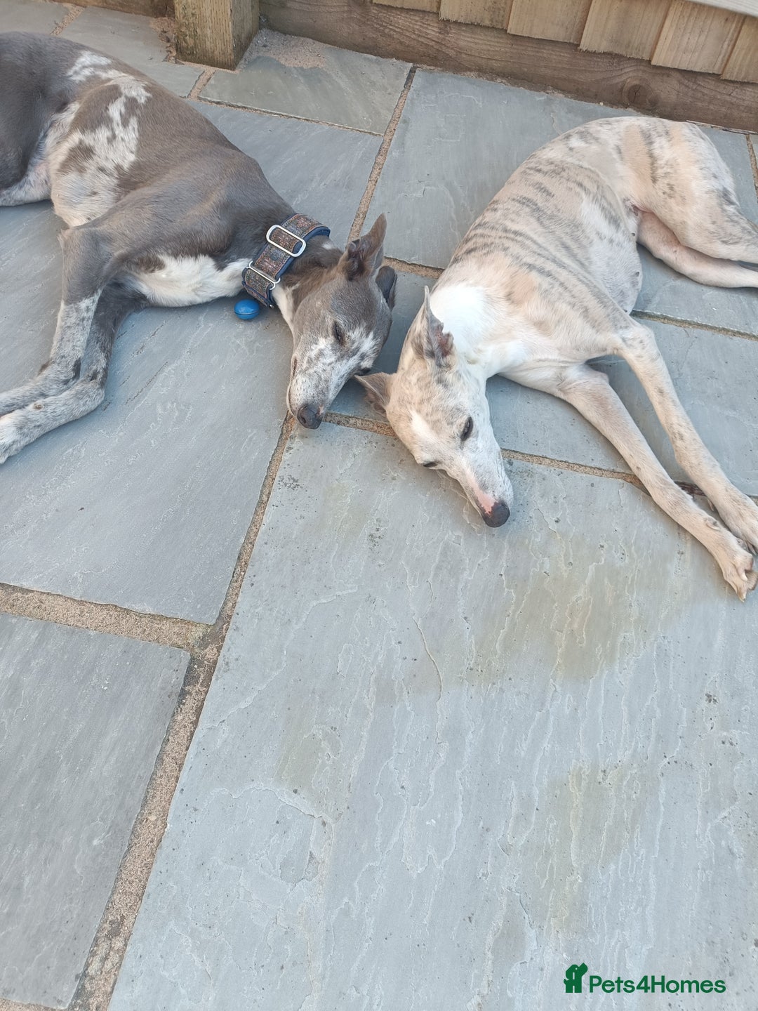 Mixed Breed dogs for sale: Whippet x f2 Labradoodle - Advert 4