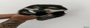 Pomeranian 3