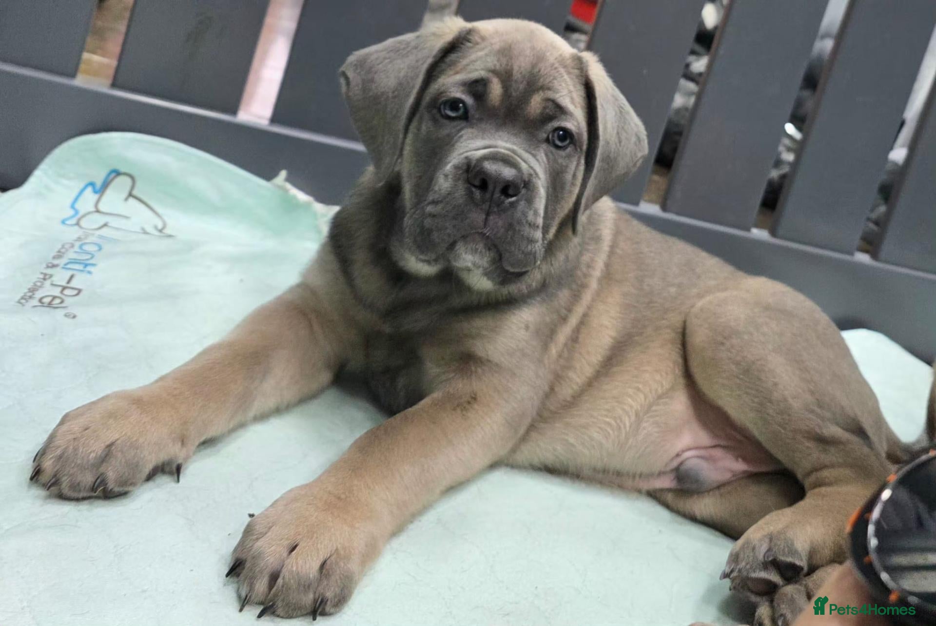 Cane Corso dogs Excellent Bloodline Cane Corso Puppies for Sale - Advert 2