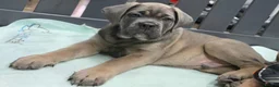 Cane Corso dogs for sale: Excellent Bloodline Cane Corso Puppies for Sale - Advert 2