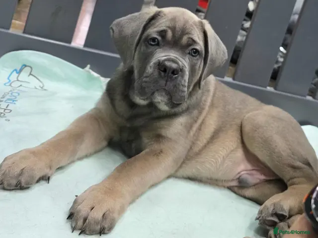 Cane Corso dogs for sale: Excellent Bloodline Cane Corso Puppies for Sale - Advert 2