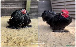 Chickens poultry for sale: Laying pekin bantam  in Ware - Image 1