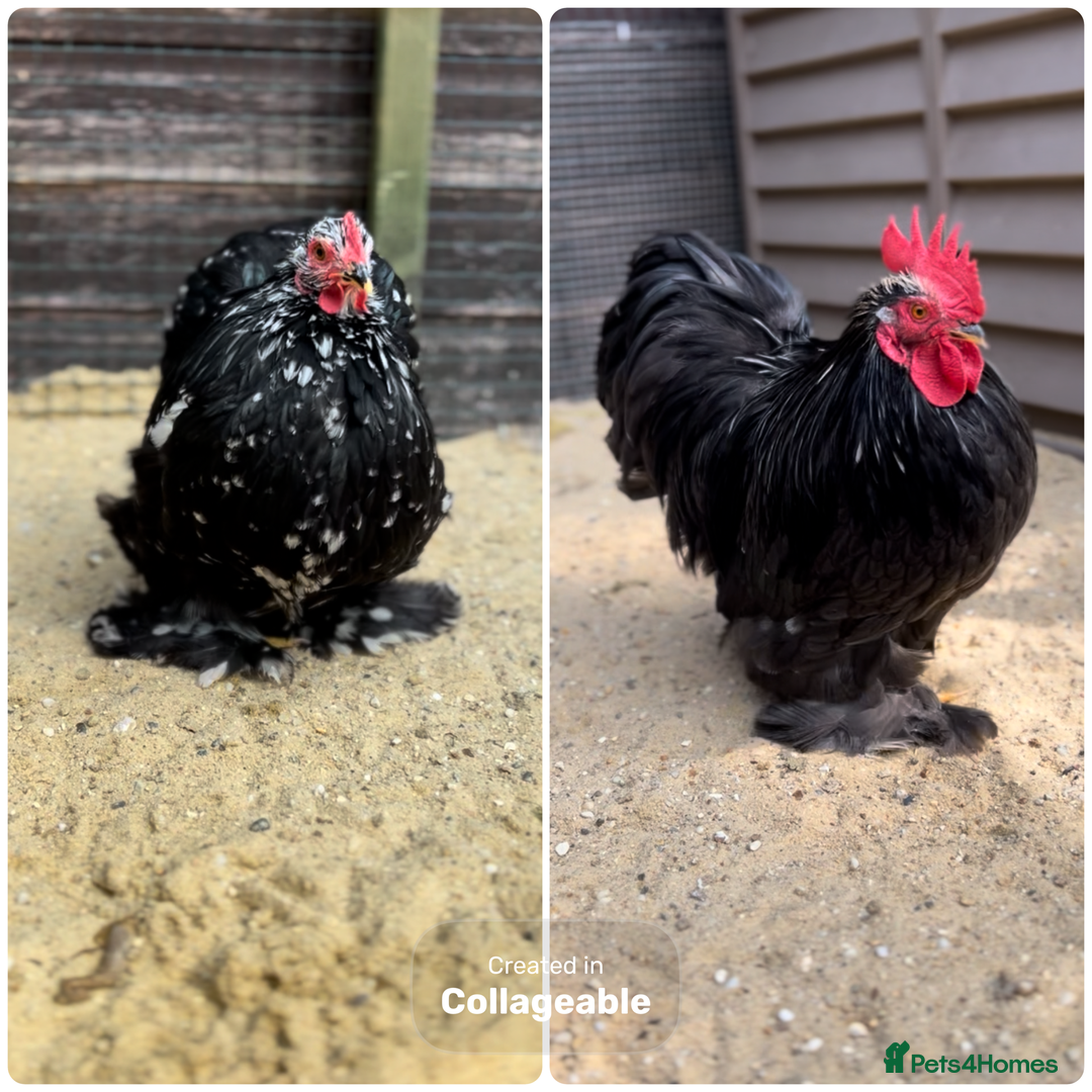 Chickens poultry for sale: Laying pekin bantam  in Ware - Image 1