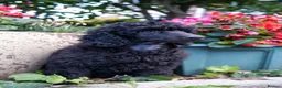 Miniature Poodle dogs for sale: Beautiful Black Miniature Poodle Boy – As Pet Only - Advert 3