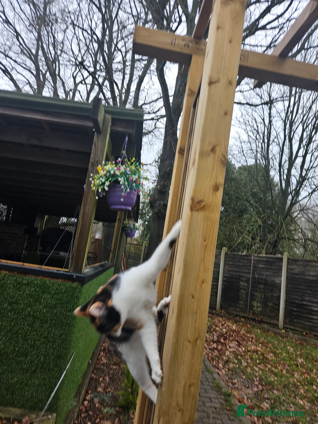 Mixed Breed cats for sale: Lovely kittens,2 sisters! - Advert 8