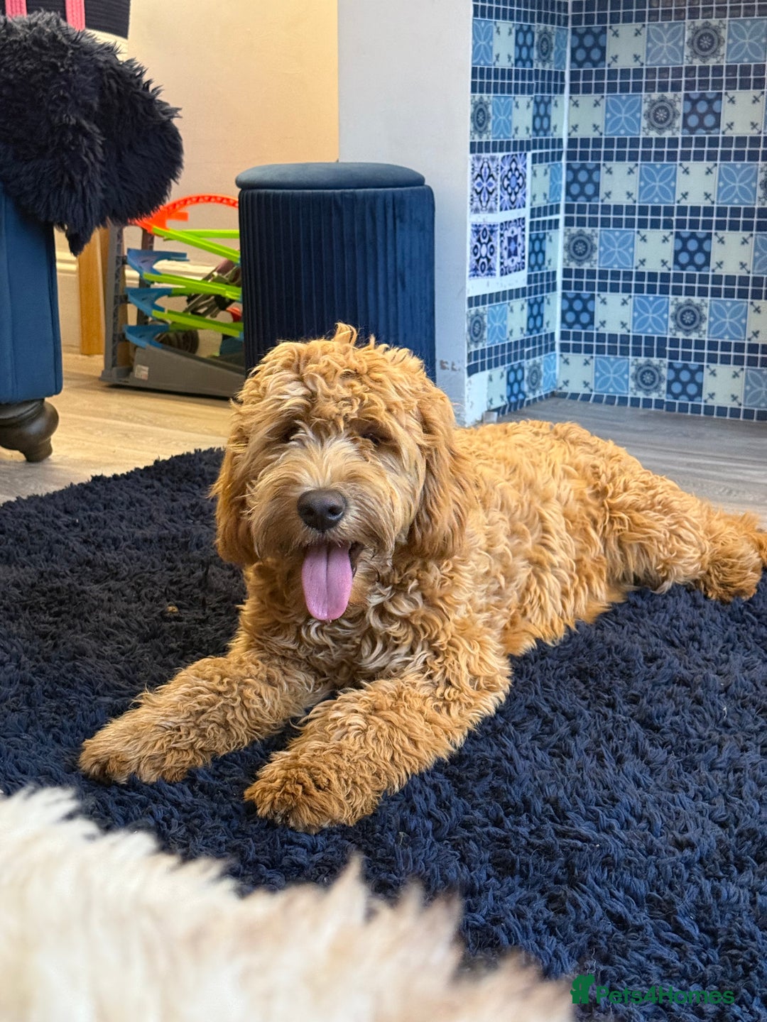 Mixed Breed dogs for sale: Female miniature Golden Doodle  - Image 5